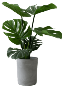 Monstera Deliciosa