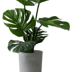 Monstera Deliciosa
