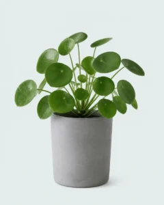 Pilea Peperomioides