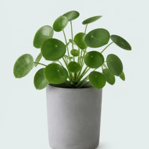 Pilea Peperomioides
