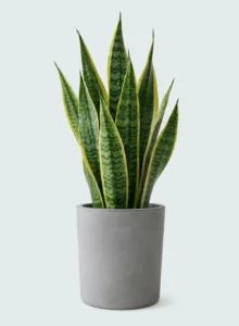 Sansevieria Laurentii