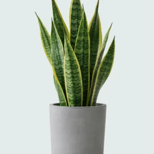 Sansevieria Laurentii