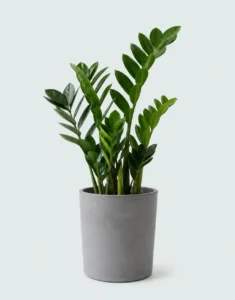 Zamioculcas Zamiifolia