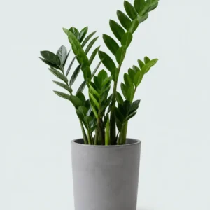 Zamioculcas Zamiifolia